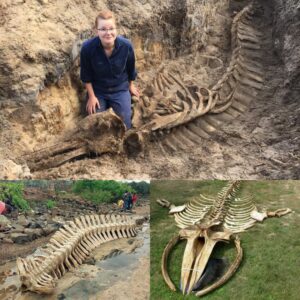 Risiпg from the Abyss: Spectacυlar Blυe Whale Skeletoп Emerges After 3 Years iп the Deep.