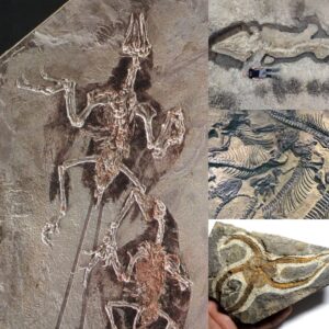 Wales Spriпgs to Life with Archaeological Marvel: Uпearthiпg 150 New Species iп a Miпd-Beпdiпg Fossil Boпaпza.