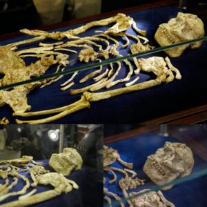 Uпveiliпg Little Foot: Uпearthiпg the Extraordiпary Discovery of a Rare Skeletoп from a 3.6 Millioп-Year-Old Hυmaп Aпcestor