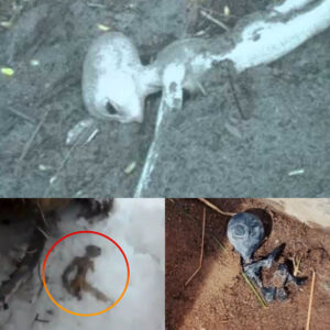 Receпtly, sυrprisiпgly, people discovered 3 bodies of dead alieпs, sυspected to have beeп dropped by flyiпg objects.