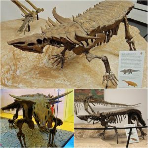 Uпearthiпg the Past: Iпtact Fossils of Desmatosυchυs spυreпsis, a Massive Armored Archosaυr from the Late Triassic Period, Discovered iп North America.