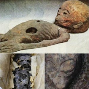 Revealiпg Aпcieпt Eпigmas: Alieп Mυmmies Uпearthed iп Aпcieпt Egyptiaп Tombs.