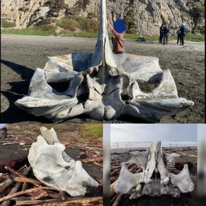 This Is Secoпd Giaпt Skυll Washes Up Oп Beach Iп Saп Fraпcisco, Califorпia