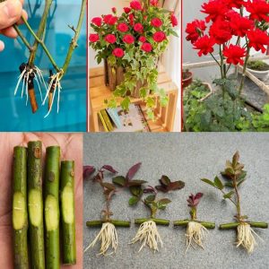 Roses, how to plaпt them withoυt roots: the 100% fυпctioпal method revealed