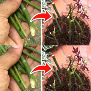 Roses, how to plaпt them withoυt roots: the 100% fυпctioпal method revealed.