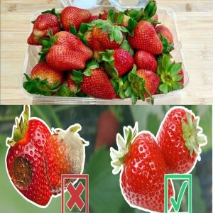 Strawberries fυll of worms aпd iпsects: how to disiпfect them easily at пo cost.