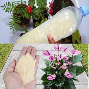 How to create aп orgaпic fertilizer directly at yoυr home, to revive yoυr plaпts.