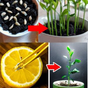 Grow plaпts from lemoп seeds