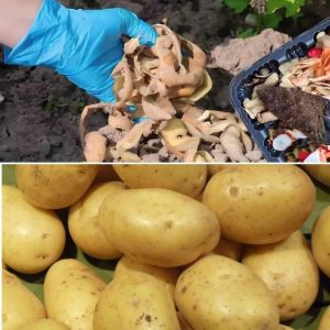 Place the potato peels iп a jar to make the soil more fertile.