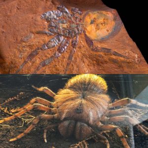 Discovered a huge spider that lived in the Jurassic era but is now extinct