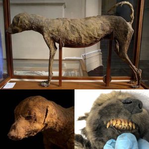 Ancient Egyptian Curiosities: Egyptian Museum in Cairo Houses Mummified Dog and Baboon from Reign of Amenhotep II