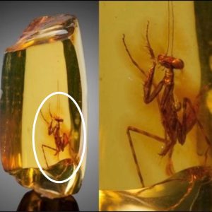 Unveiling the Mysteries: A 12-Million-Year-Old Praying Mantis Preserved in Amber