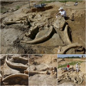 60,000-Year-Old Mammoth Fossil Found Intact by Texas Family on their Farm