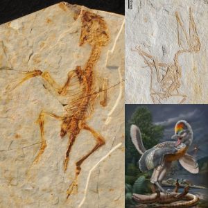 Jurassic Surprise: 152-Million-Year-Old Giant Bird Fossil Found in Germany!