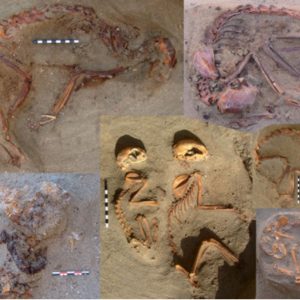 Ancient Egypt: 1,800 Years-old Pet Cemetery Filled With 100 Skeletons Discovered