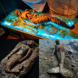 Unveiling the Enigmatic Mermaid Mummy: After Nearly 200 Years, the Astonishing Origin Story Finally Comes to Light!