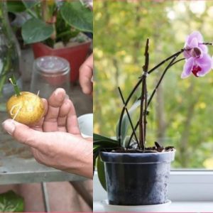 How To Grow Orchids In Potatoes With Minimal Effort