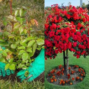 How To Plant A Rose Tree And Make It Thrive