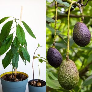 The Guide To Grow Avocados In A Pot Easily And Successfully