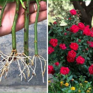 Propagating Roses In A Water Glass To Save Money And Enjoy More Flowers