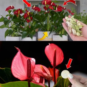 Anthurium, a single sachet every month will be enough to explode a lot of flowers