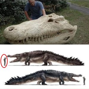 The discovery of a giant crocodile fossil has left the scientific community puzzled.