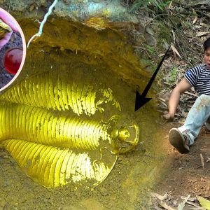 Treasure discovery: Encountering a golden king cobra in a 1,000 year sleep, reported to be very old and worth up to 2 million dollars. (video)