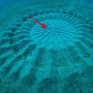 Unraveling the Mystery of Underwater Crop Circles: A Pufferfish's Quest for Love