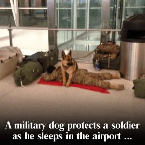 Soldier Sleeps on Airport Floor While Police Dog Guards His Slumber