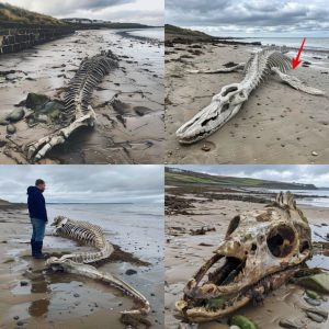 Shocking Find: Mysterious Sea Creature's Skeleton Washes Ashore on Scottish Beach, Leaving Locals Stunned After Storm Ciara